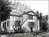 Illustration of Olive Grove
